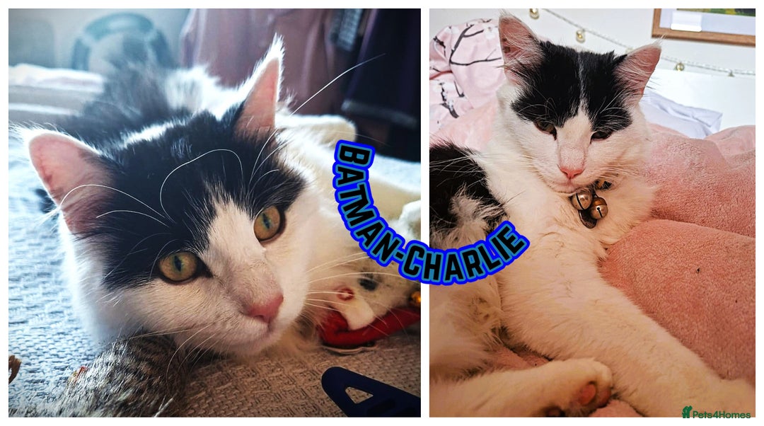 Mixed Breed cats for sale: Free to a Loving Home 2 Cats& 1 Kitten-Swansea - Advert 4