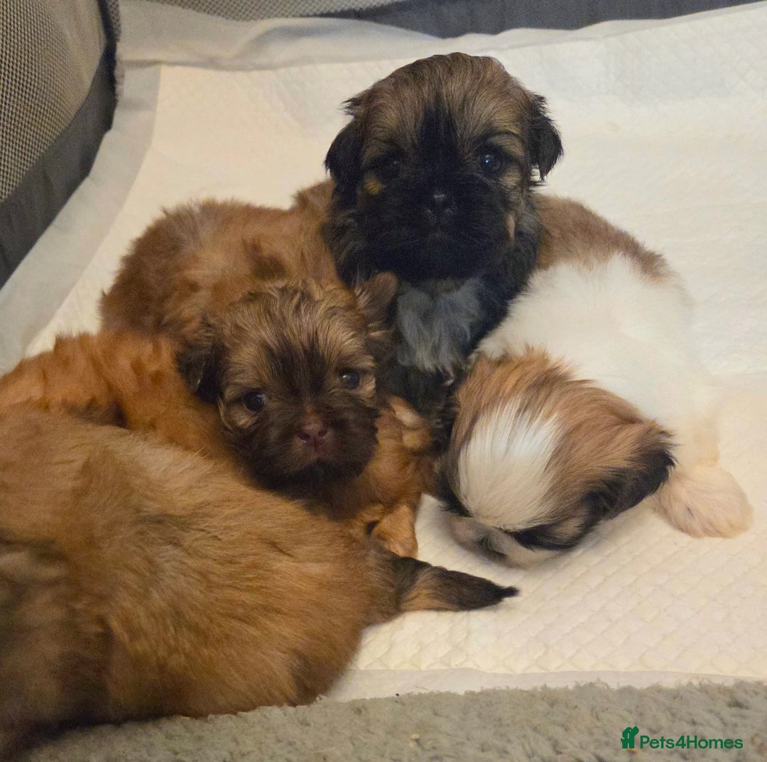 Shih Tzu dogs for sale: 5 beautiful Full Pedigree Shih Tzu Puppies - Image 6