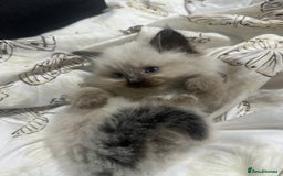 Ragdoll cats for sale: 5 beautiful fluffy blue eye ragdoll kitten  - Image 20