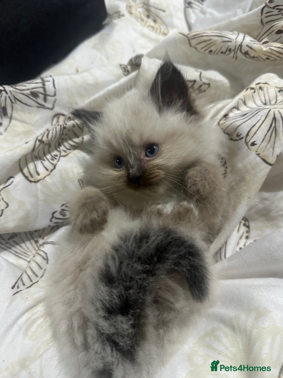 Ragdoll cats for sale: 5 beautiful fluffy blue eye ragdoll kitten  - Image 20