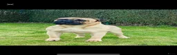 Bullmastiff dogs for sale: Beautiful Bullmastiff Puppies Exceptional Pedigree in Bracknell - Advert 3