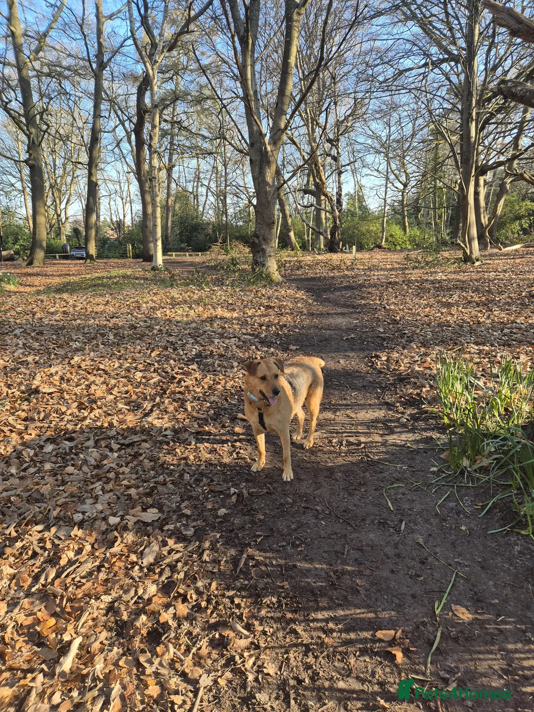 Mixed Breed dogs for adoption: SWEET TRINITY NEEDS A NEW HOME - Advert 2