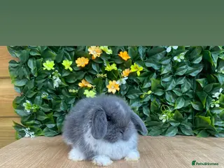 Mini Lop rabbits Mini lop bucks ready now - Advert 1