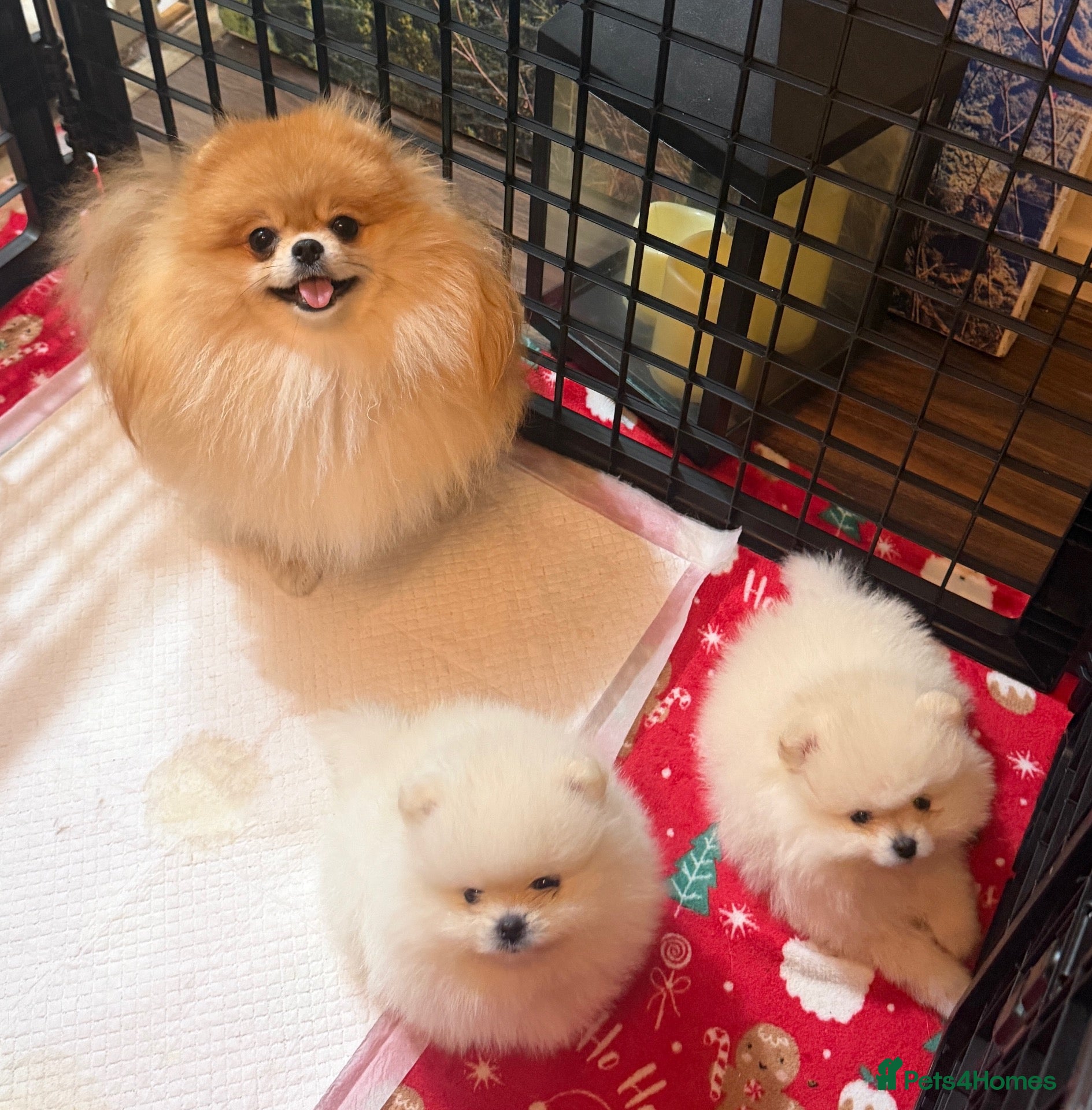 Pomeranian dogs for sale: Dhsjdhdhdjdjdjdjjd - Advert 5