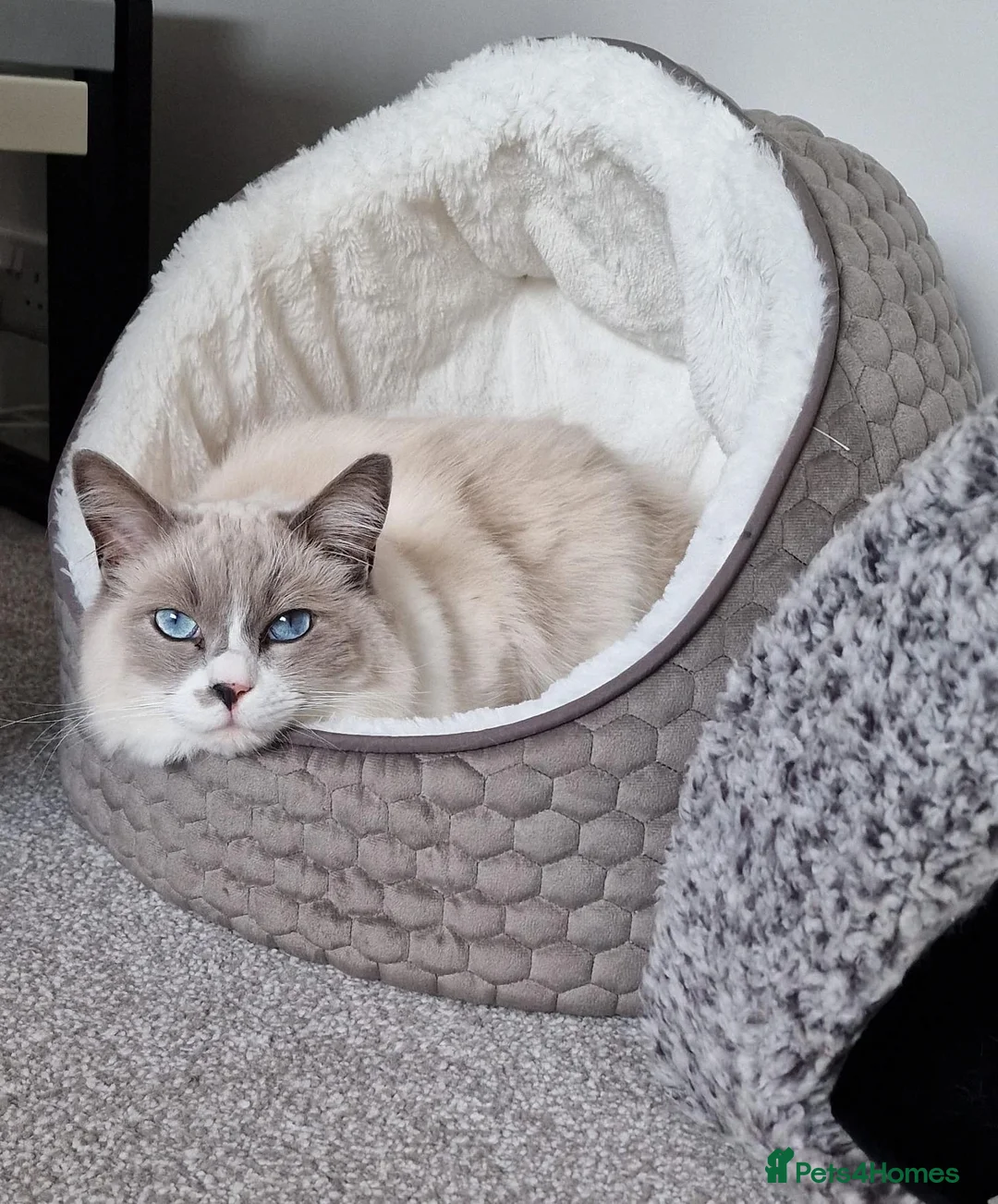 Mixed Breed cats for sale: 2 Gorgeous Ragdolls  in Southend-on-Sea - Advert 2