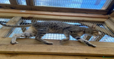 Savannah cats - Advert 9