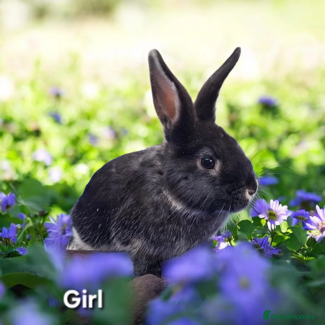 Mixed Breed rabbits for sale: Baby rabbits for sale - Advert 4