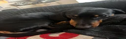 Miniature Dachshund dogs for sale: Sadly have to rehome my 22mth boy mini dachshund  in Chelmsford - Advert 5
