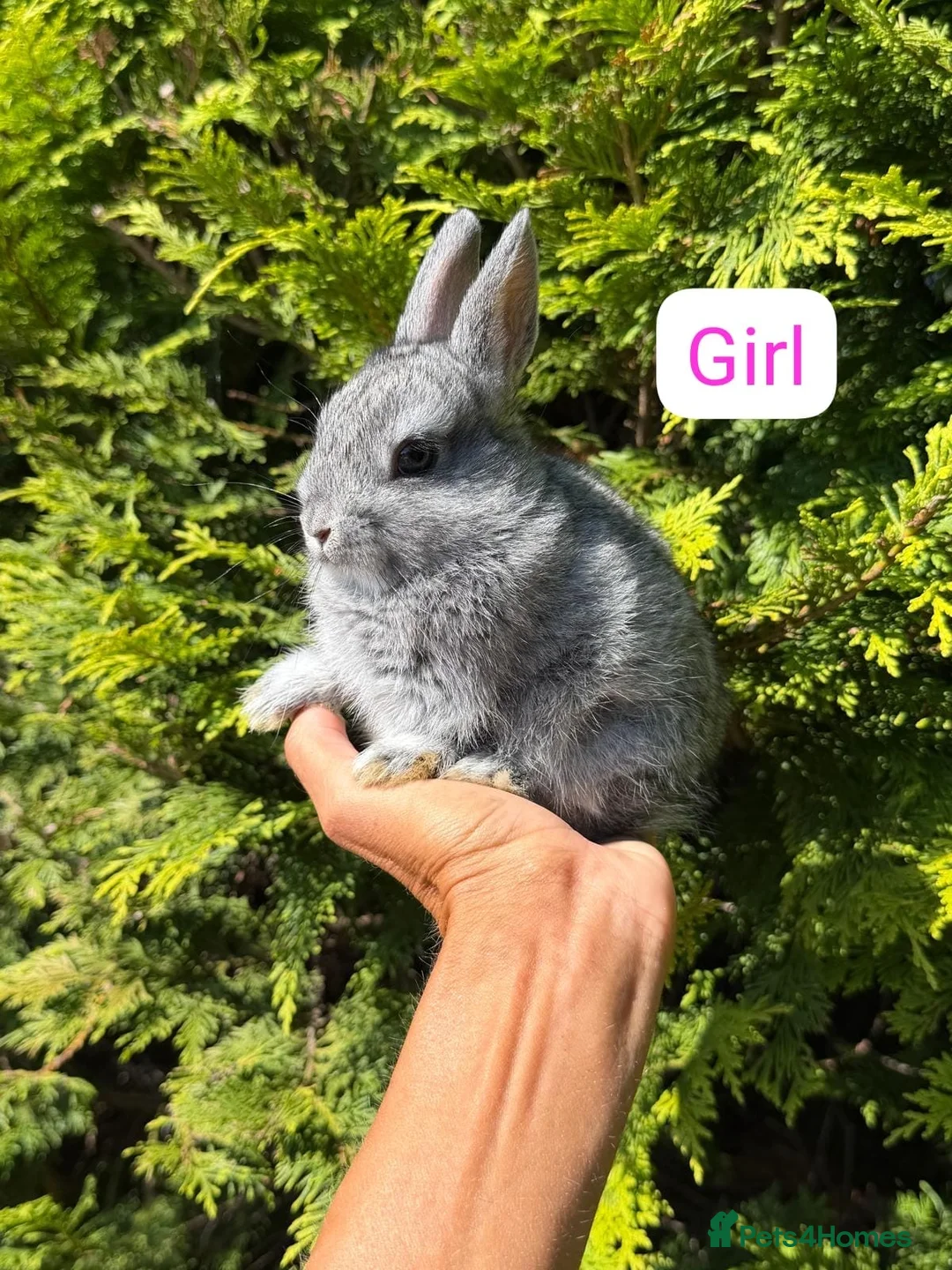 Netherland Dwarf rabbits for sale: Netherland Dwarf Baby Rabbits Male Female  - Advert 2