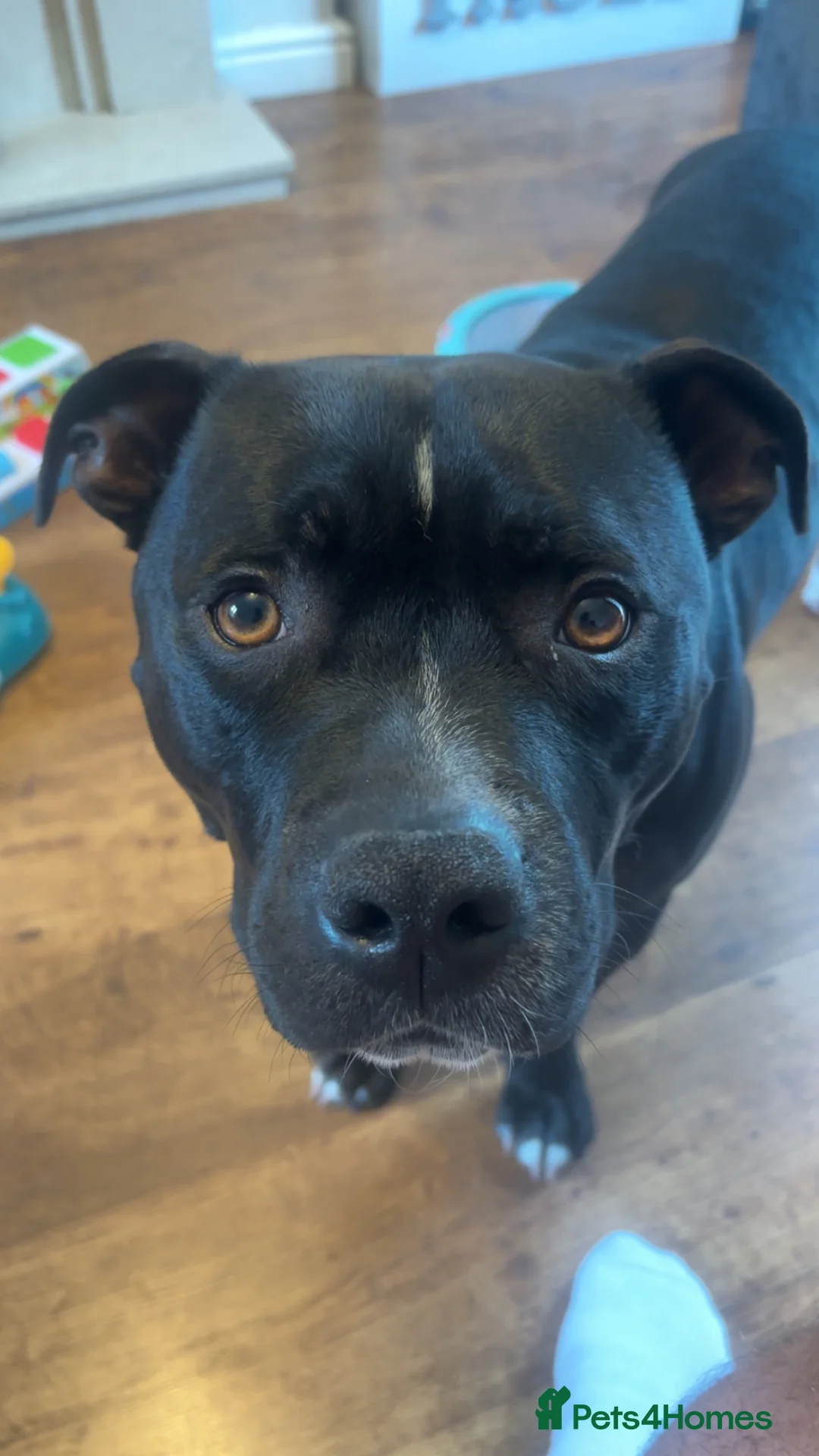 Staffordshire Bull Terrier dogs for sale: Bruno 3 y/o Staffordshire bull terrier  in Gateshead - Advert 2