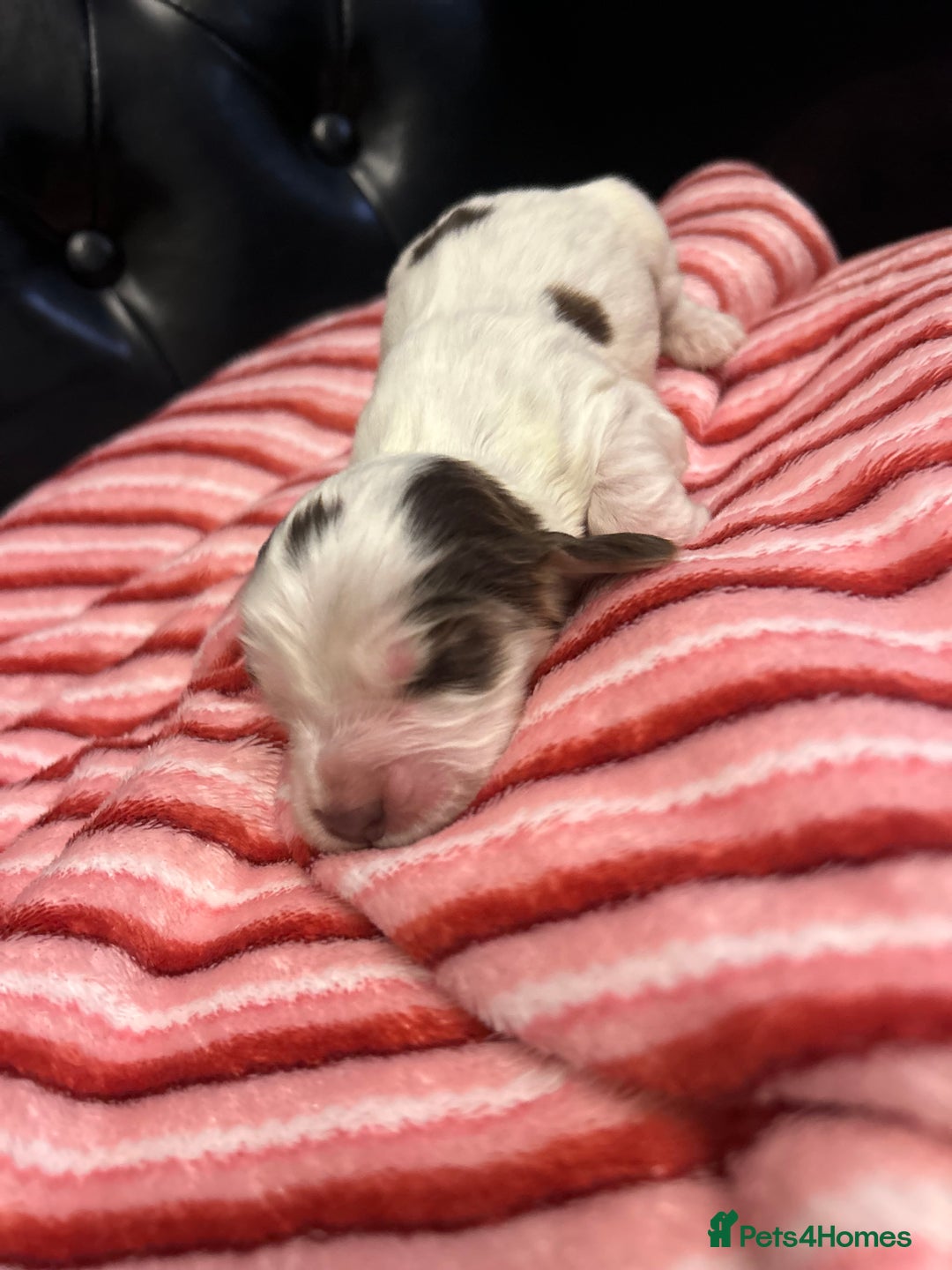 Cocker Spaniel dogs for sale: Show type cocker spaniels  - Advert 5