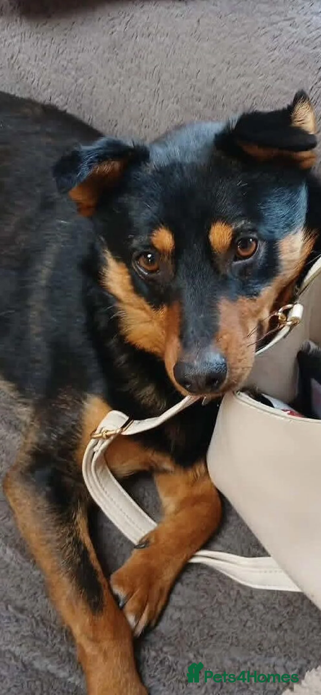 Mixed Breed dogs for adoption: Shadow - Advert 2