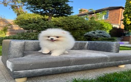 Pomeranian dogs for sale: SUPER TINY ICE WHITE POMERANIAN BOY - Image 38
