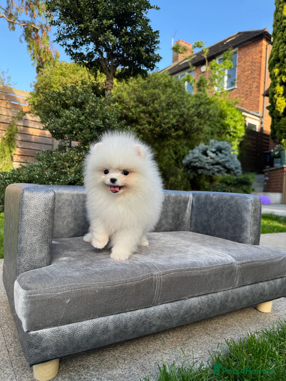 Pomeranian dogs for sale: SUPER TINY ICE WHITE POMERANIAN BOY - Image 38