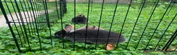 Netherland Dwarf rabbits for sale: Netherland Dwarfs x3 Left READY NOW - Advert 16
