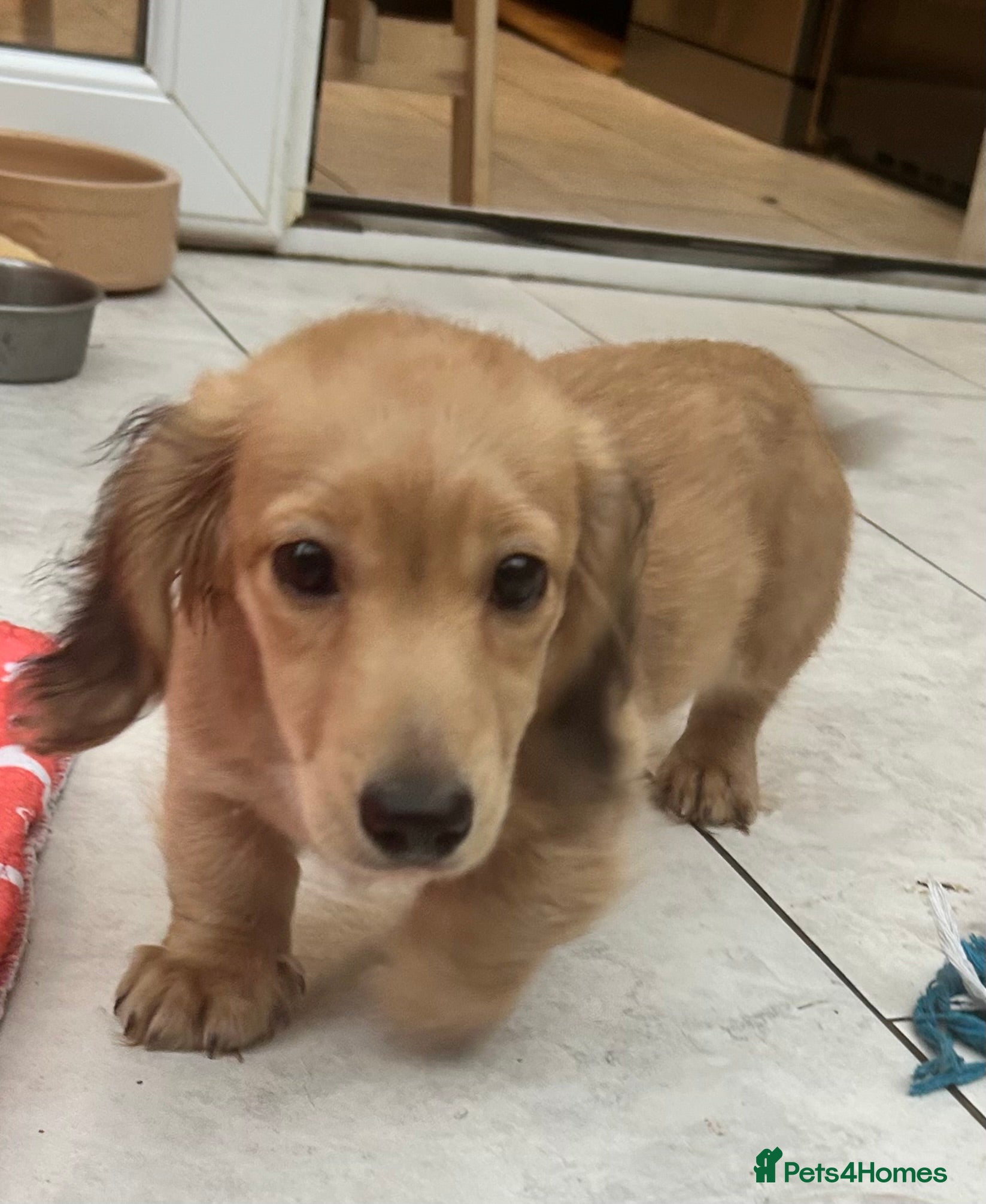 Dachshund dogs Mini Dachshund Long-haired Boy - Advert 3
