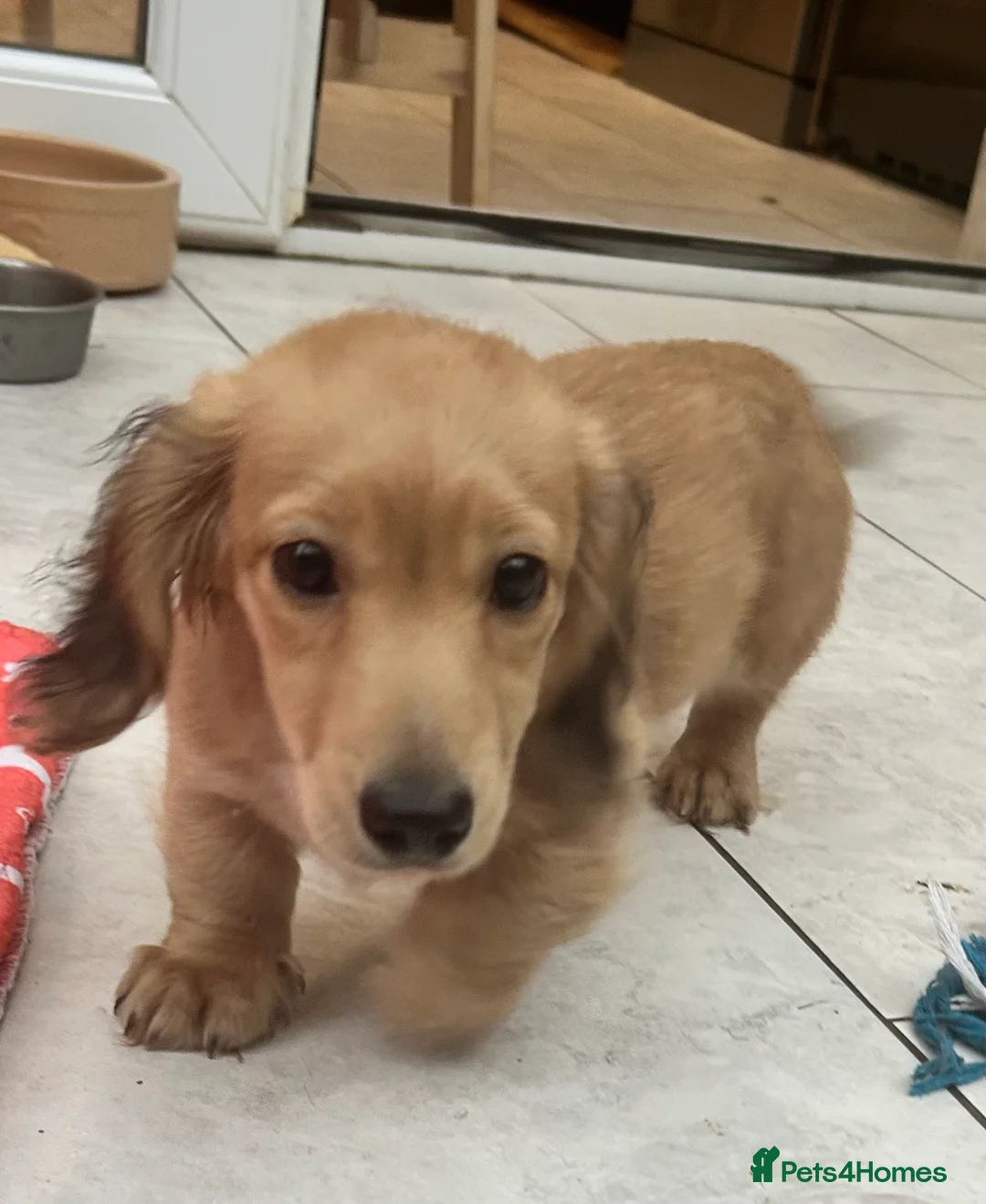 Dachshund dogs for sale: Mini Dachshund Long-haired Boy - Advert 1