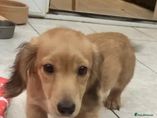 Dachshund dogs Mini Dachshund Long-haired Boy - Advert 3