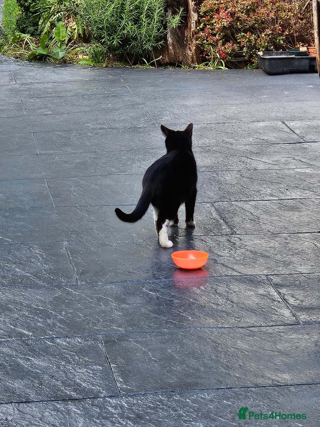 Mixed Breed cats for sale: Misty – Beautiful Loving Mother - Advert 2