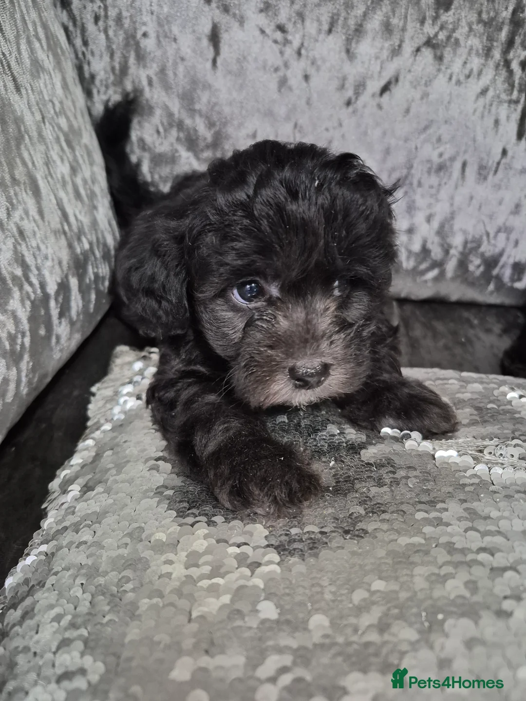 Maltipoo dogs for sale: F1 generation Maltipoo's - Advert 13