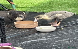 Ducks poultry for sale: Nearly 3month old magpie ducks - Image 2