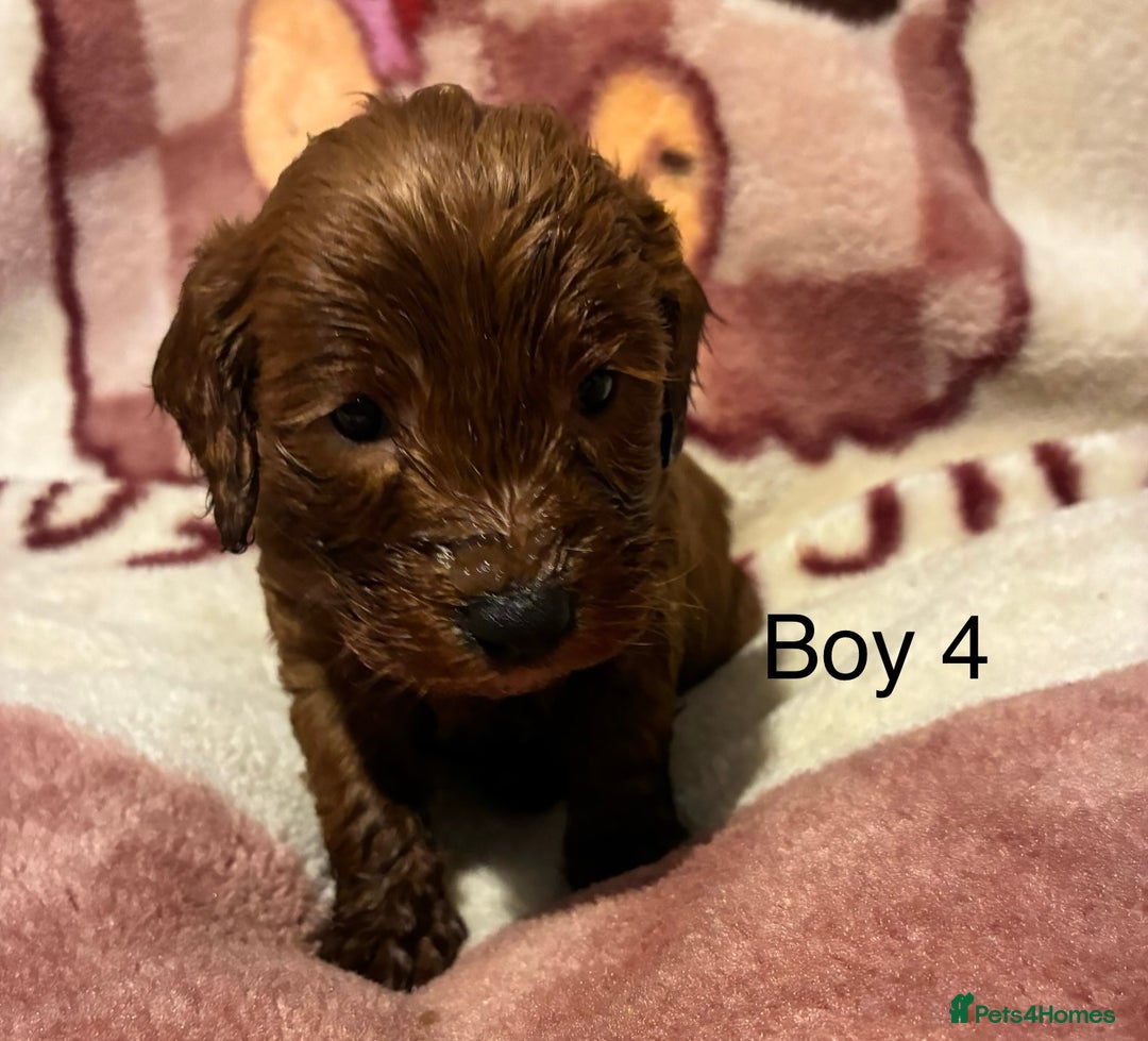 Cockapoo dogs for sale: Cockapoo puppy’s  - Advert 13