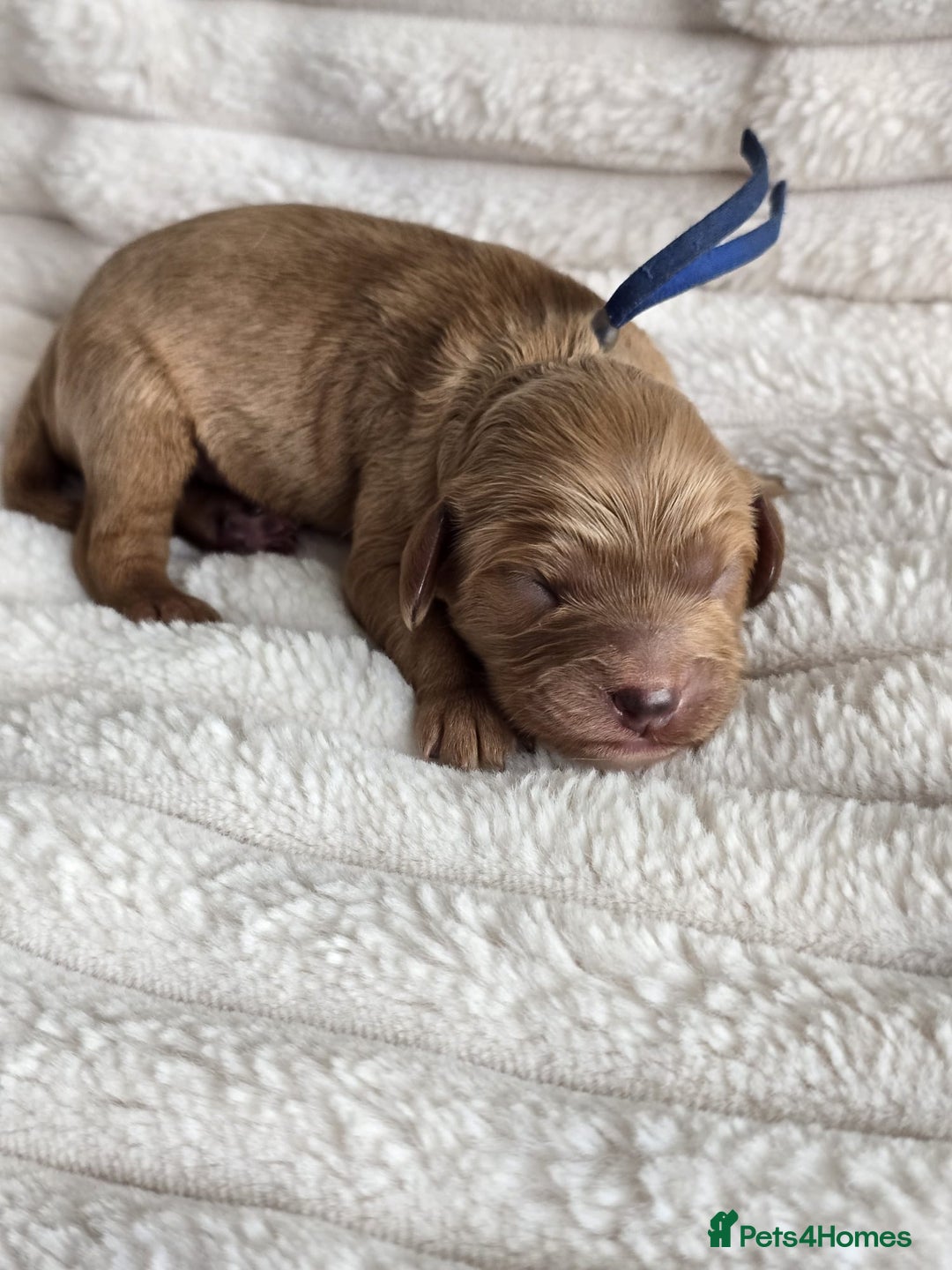 Cavapoo dogs for sale: Cavapoo Toy F1 ❤️ DNA TESTED - Advert 18