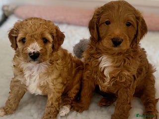 Australian Labradoodle dogs Australian Labradoodle - Advert 2