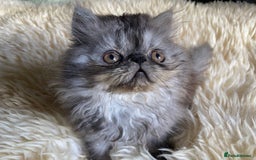 Persian cats for sale: Beautiful male persian Black Smoke - Image 3