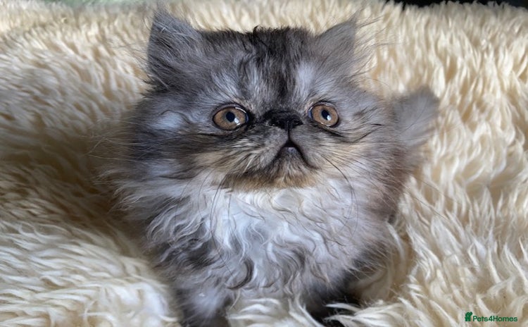 Persian cats - Advert 10