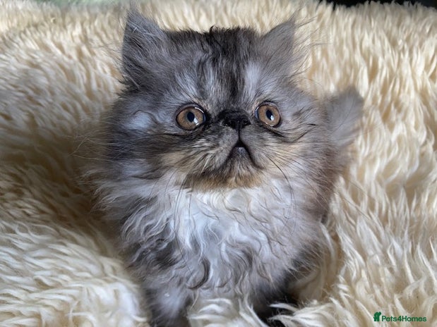 Persian cats - Advert 4