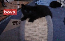 Mixed Breed cats for sale: Beautiful  kitten for sale  - Image 4