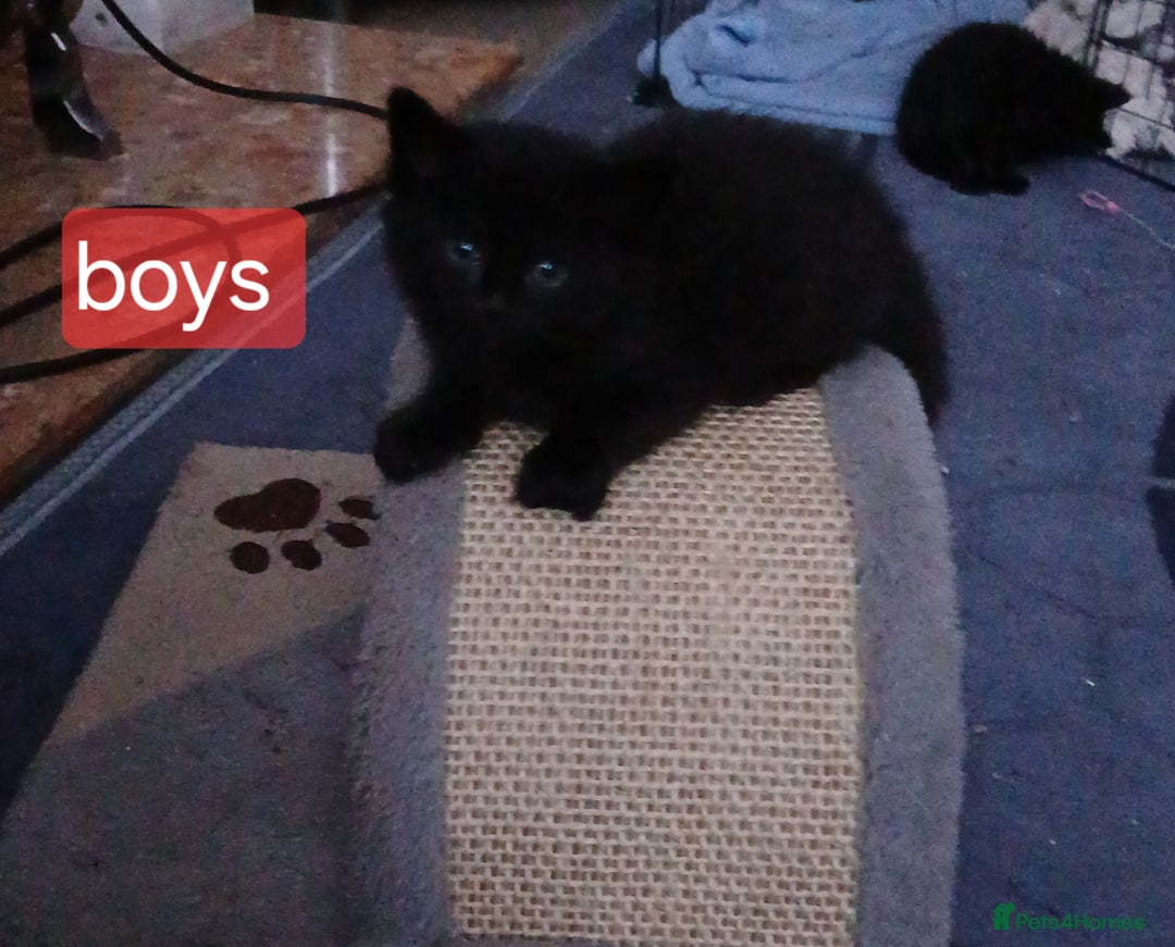 Mixed Breed cats for sale: Beautiful  kitten for sale  - Image 4