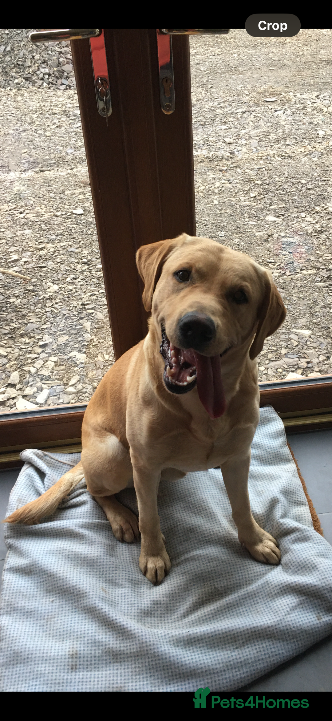 Labrador Retriever dogs for stud: Pedigree Lab  - Image 2