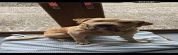 Labrador Retriever dogs for stud: Pedigree Lab  - Advert 2