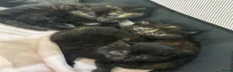 Mixed Breed cats for sale: 3 beautiful female kittens for sale  - Advert 1