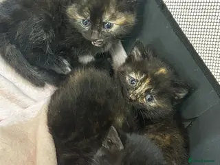 Mixed Breed cats 3 beautiful female kittens for sale - Advert 1