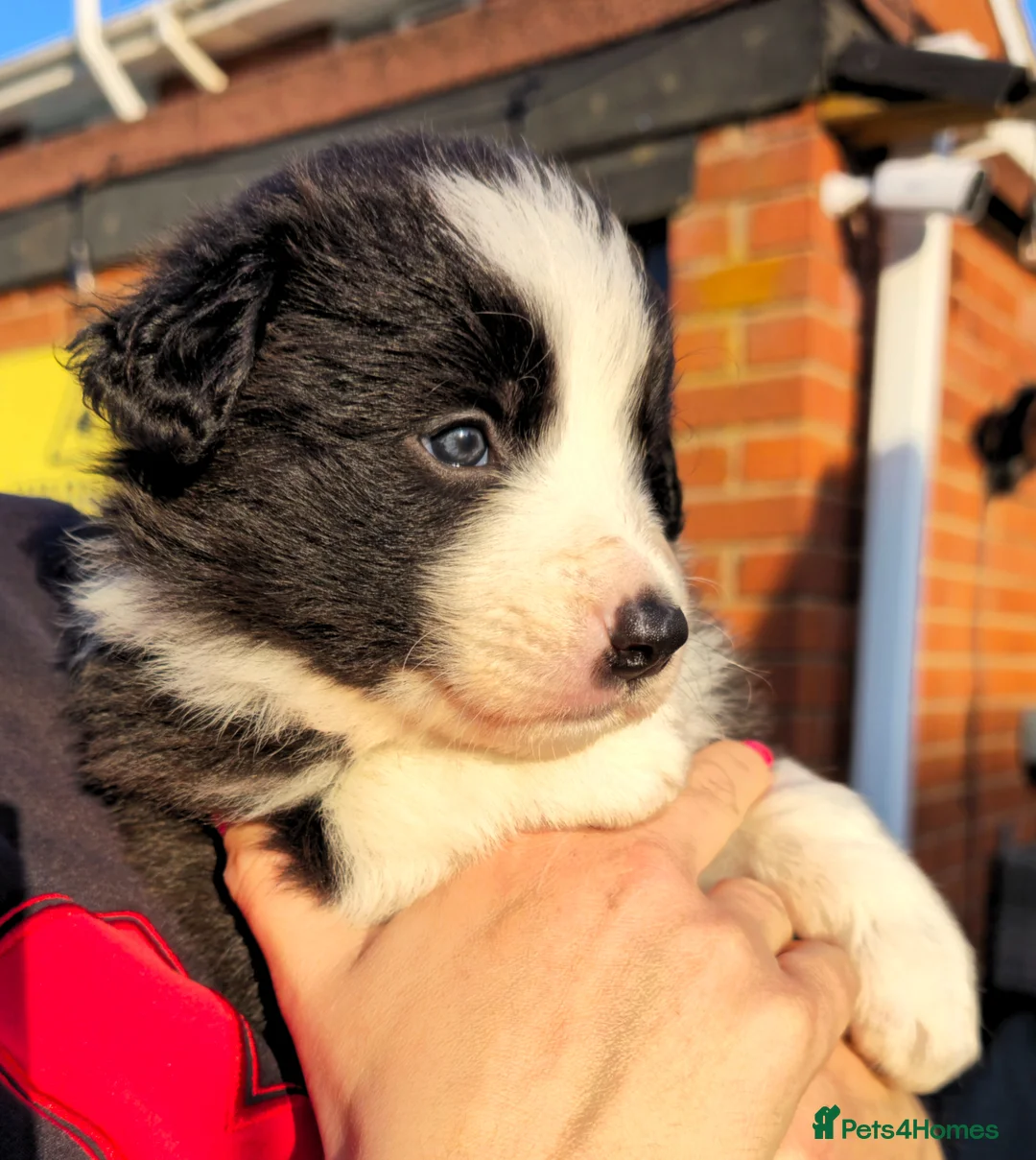 Border Collie dogs for sale: Stunning KC Registered Border Collie Puppies 🐾  - Advert 1