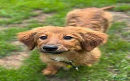 Mixed Breed dogs for adoption: MAGGIE -Friendly girl/4 months/loves dogs & kids - Image 3