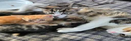 Mixed Breed cats for sale: Beautiful kittens looking for new homes  - Advert 14