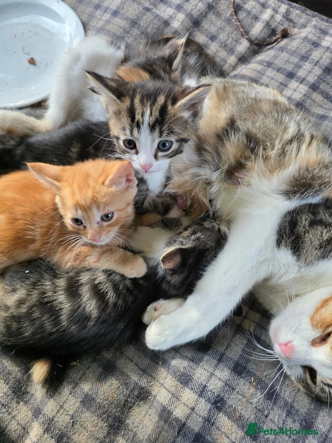 Mixed Breed cats for sale: Beautiful kittens looking for new homes  - Advert 14