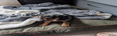 Jackshund 2