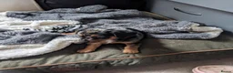 Jackshund dogs for sale: Jackshund puppies ready to go in Harlow - Advert 7