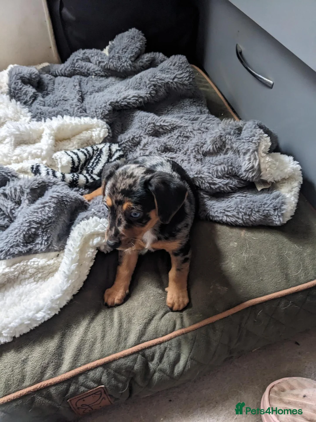Jackshund dogs for sale: Jackshund puppies ready to go in Harlow - Advert 7