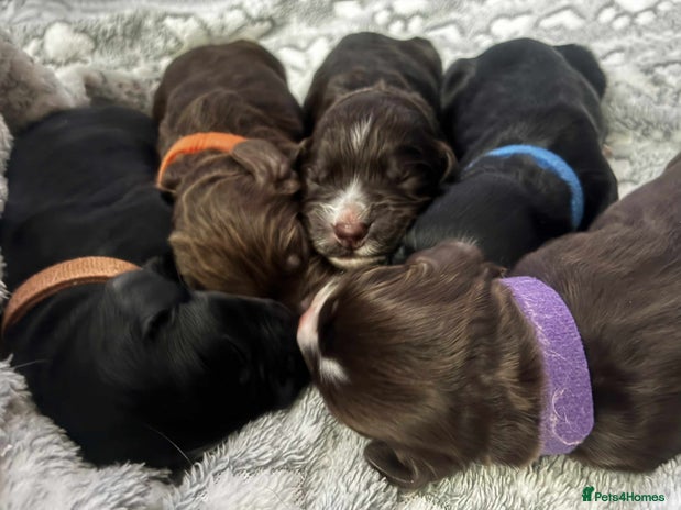 Cocker Spaniel dogs Beautiful Cocker Spaniel puppies for sale - Advert 3