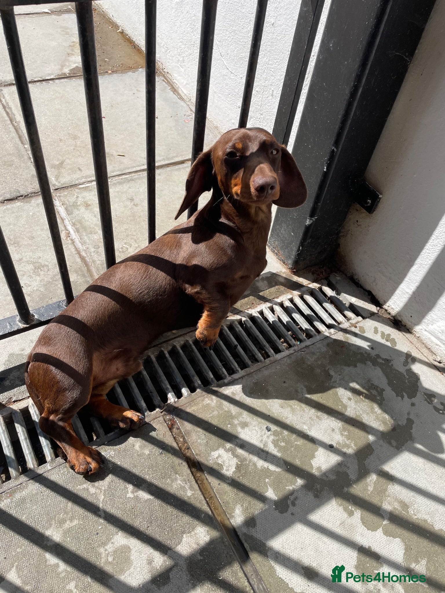 Miniature Dachshund dogs Miniature dachshund for stud  - Advert 2