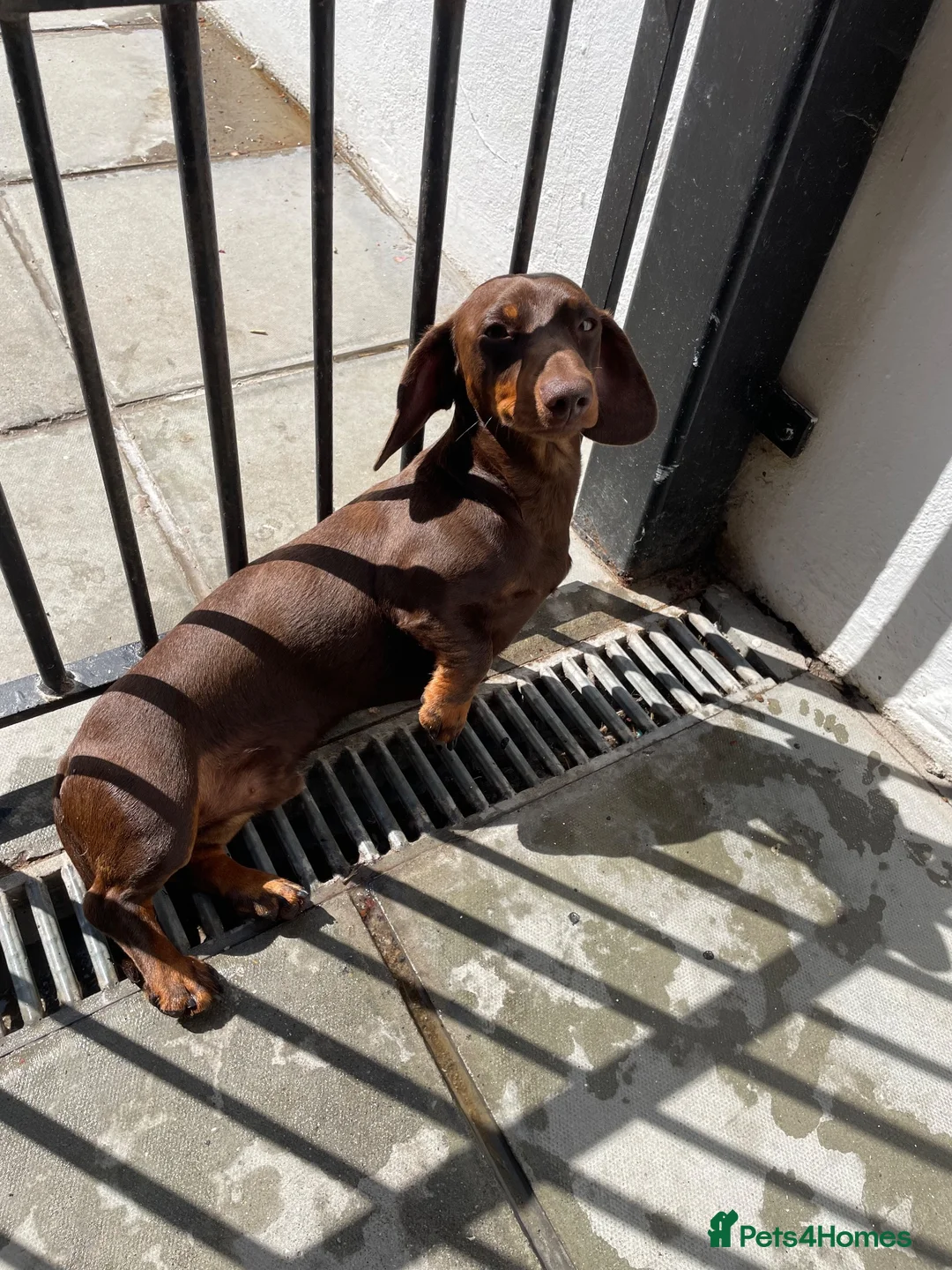 Miniature Dachshund dogs for stud: Miniature dachshund for stud  - Advert 1