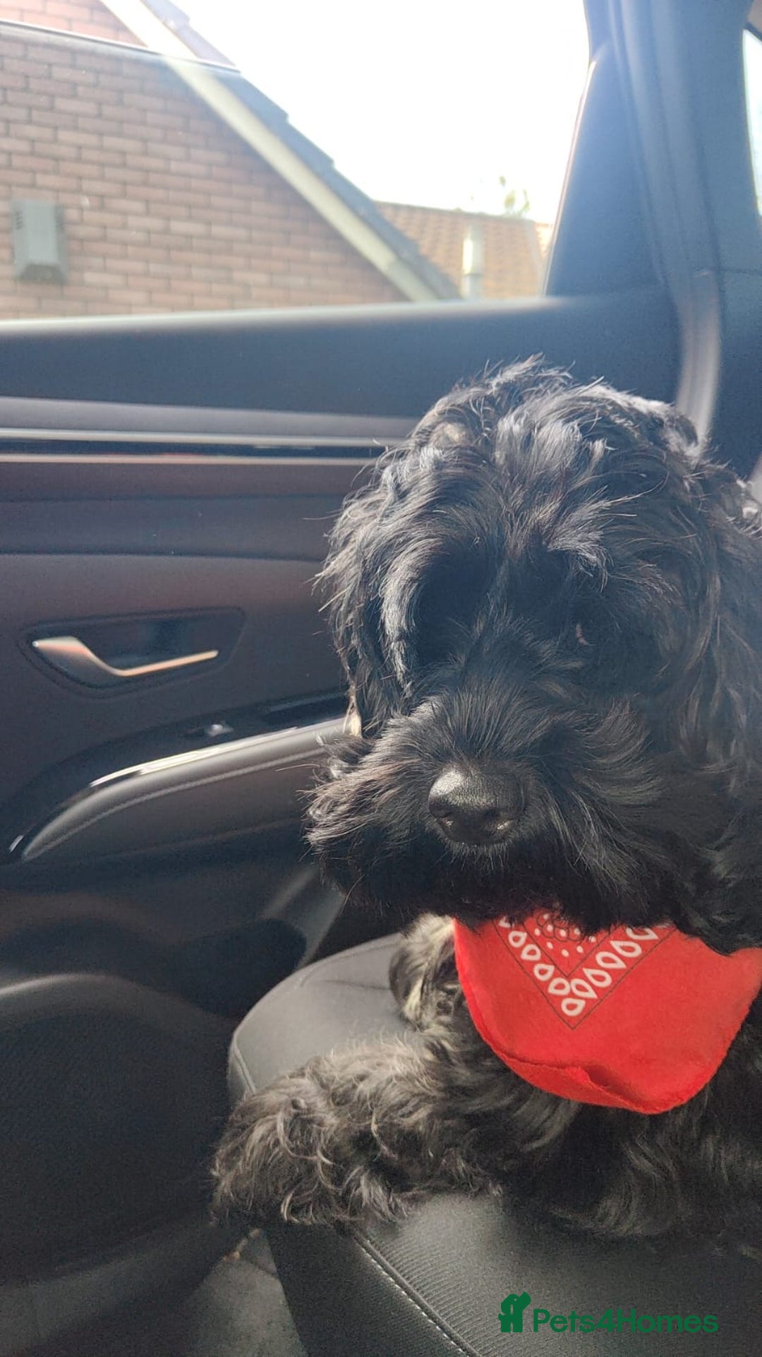 Cockapoo dogs for stud: F1 black male cockerpoo for stud. 3yrs old.  - Image 8