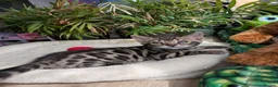Bengal cats for sale: Bengal kittens in Essex TICA registered purebred  in Colchester - Advert 9
