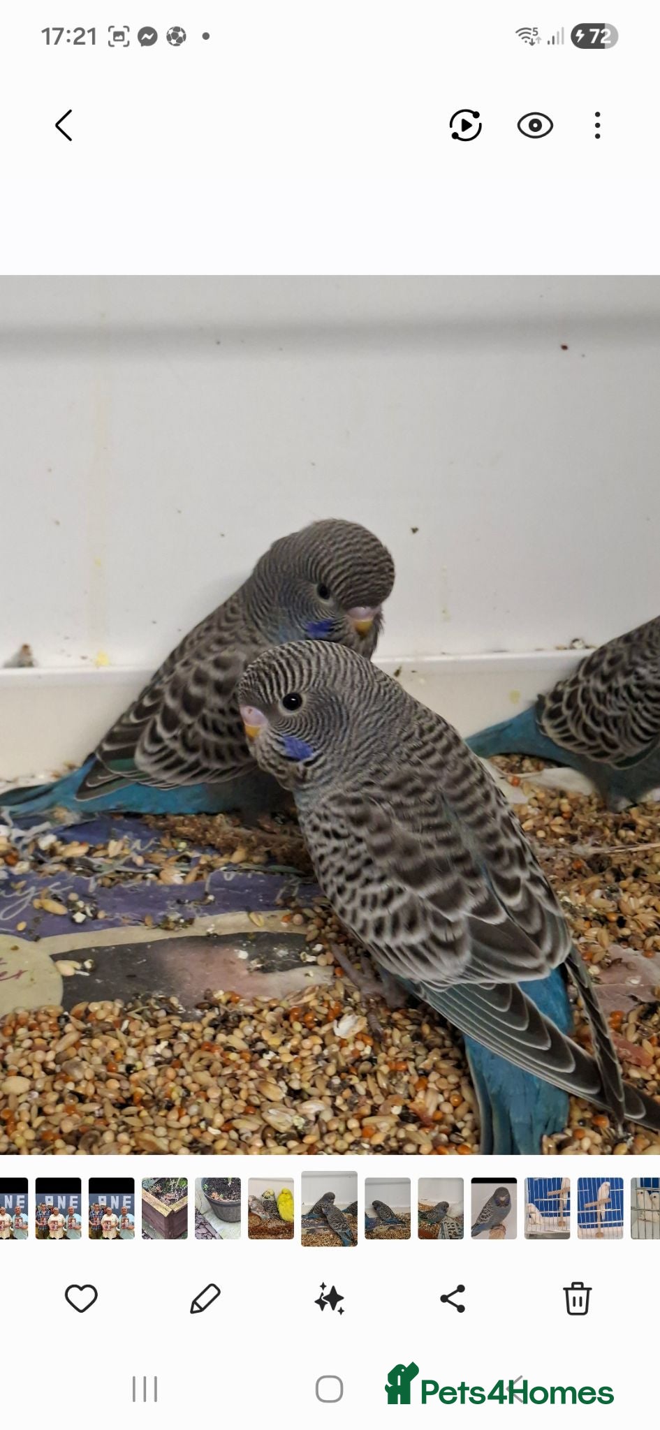 Budgerigars birds Blue Bf babies - Advert 6